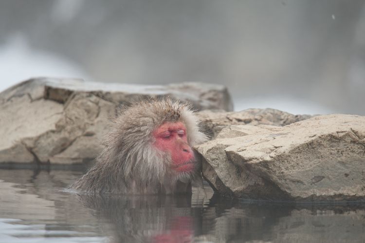 A peek into Japan’s Hot Springs